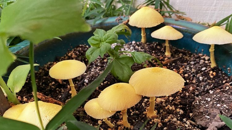 Các cây nấm màu vàng mọc trong chậu cây cảnh
