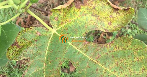 Biểu hiện bệnh rỉ sắt ở lá cây sung mỹ