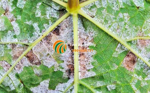 Ngăn ngừa bệnh sương mai
