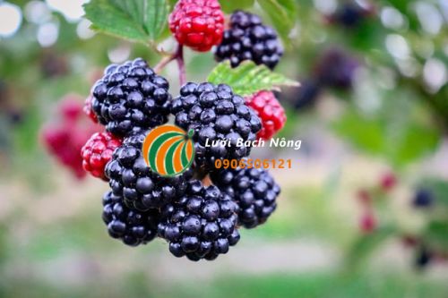 Nguyên nhân làm quả mâm xôi không chín Nguyên nhân làm quả mâm xôi không chín