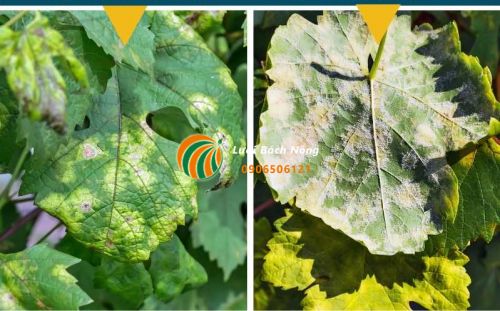 Phân biệt bệnh phấn trắng và sương mai