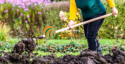 Sử dụng phân bón động vật cho vườn Sử dụng phân bón động vật cho vườn