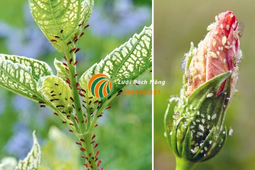 Rệp gây hại cây trồng