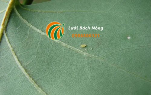 Rệp hại cà chua