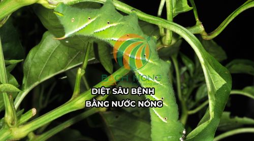 Sâu bệnh gây hại cây trồng
