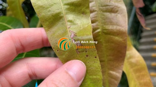 Sâu bệnh gây hại cho cây xoài
