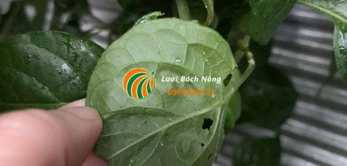 Sâu bọ ảnh hưởng đến lá ớt Sâu bọ ảnh hưởng đến lá ớt