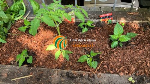 Sử dụng lớp phủ cho cà chua