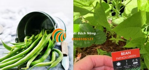 Nguyên nhân khiến lá đậu cô ve có màu vàng