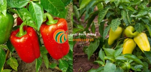 Nguyên nhân lá ớt bị quăn, cong Nguyên nhân lá ớt bị quăn, cong