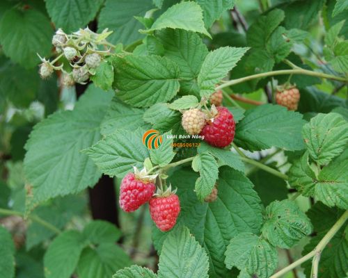 Quả mâm xôi không chín Quả mâm xôi không chín