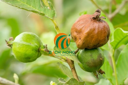 Thối quả ổi Thối quả ổi