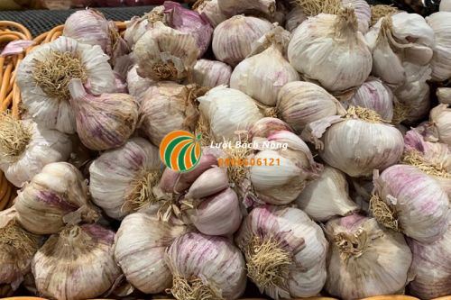 Củ tỏi giúp ngăn sâu bướm gây hại