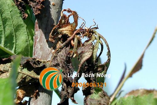 Triệu chứng bệnh thối nhũn ở cây mận
