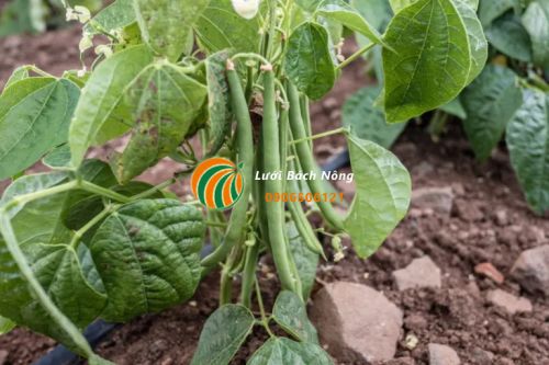 Trồng cây họ đậu Trồng cây họ đậu