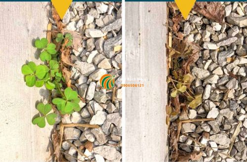 Trước và sau khi sử dụng thuốc diệt cỏ bằng giấm