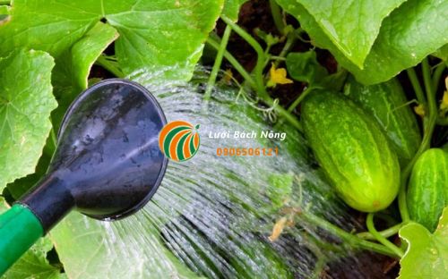 Tưới nước cho dưa chuột không nhất quán Tưới nước cho dưa chuột không nhất quán