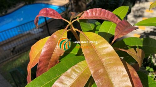 Tưới nước đầy đủ cho cây xoài