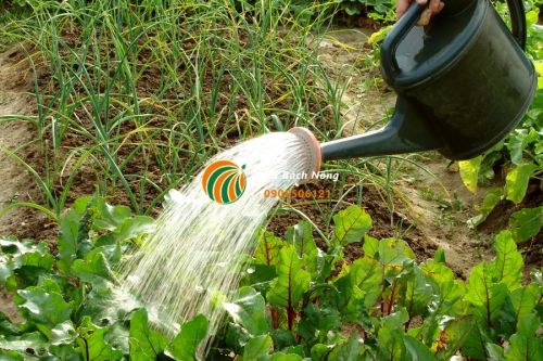 Tưới nước ngày nắng nóng Tưới nước ngày nắng nóng