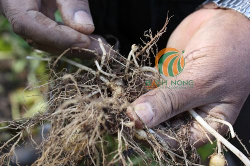 Tuyến trùng gây hại cây trồng Tuyến trùng gây hại cây trồng