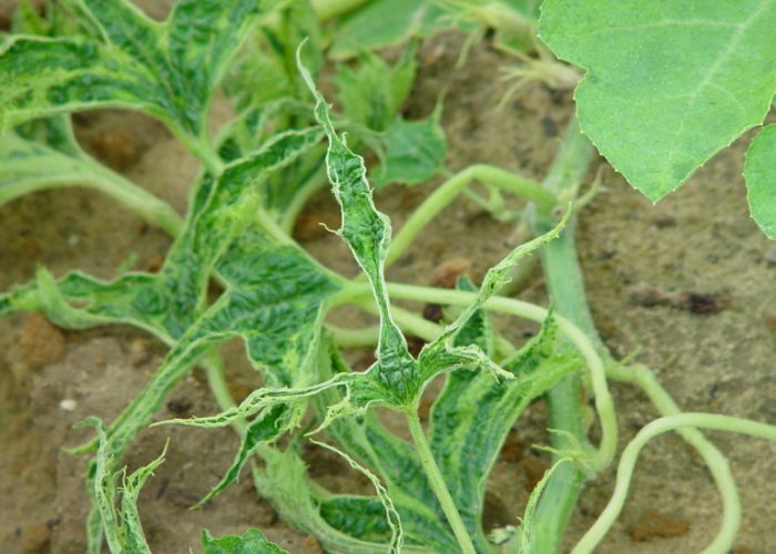 Virus làm quăn lá cây trồng