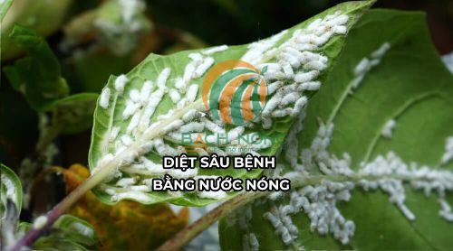 Xác định sâu bệnh gây hại cho cây