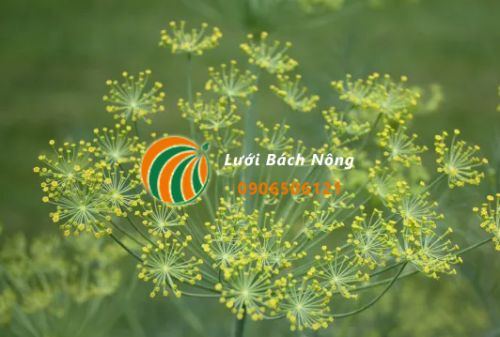 Xen canh cây trồng để ngăn sâu bệnh Xen canh cây trồng để ngăn sâu bệnh