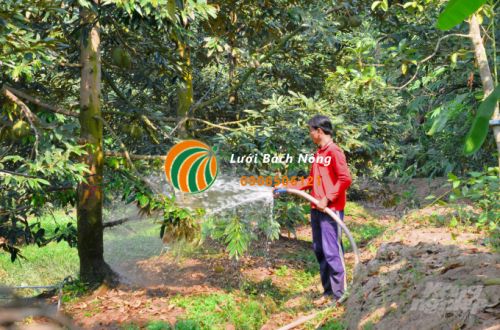 Xử lý cây trồng bị nhiễm mặn