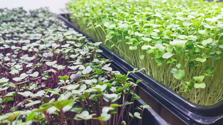 Rau mầm trồng nhà màng phát triển đồng đều và chất lượng