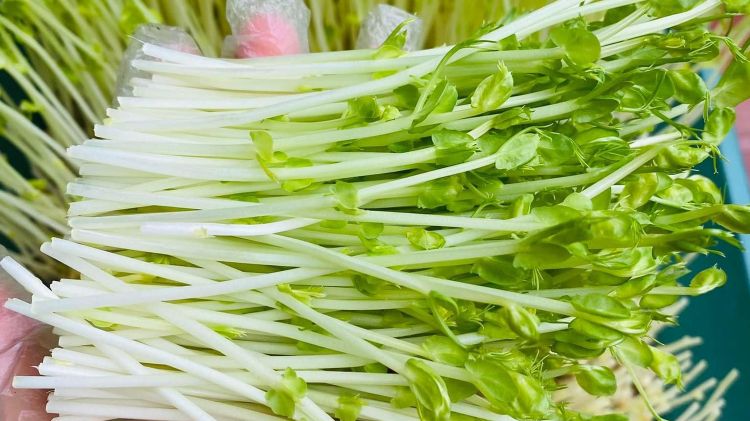 Thu hoạch rau mầm đậu Hà Lan