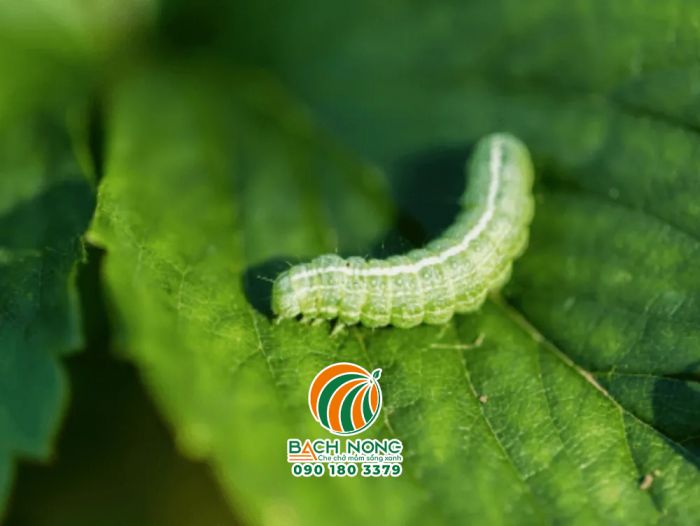 Sâu bướm màu xanh lá, có sọc trên lưng và chân ngắn