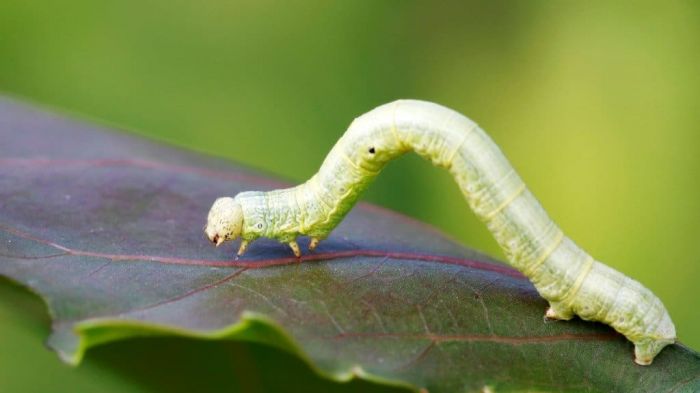 Sâu đo đang uốn cong mình để di chuyển trên lá