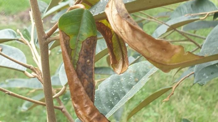 Ảnh hưởng của rầy xanh đến cây sầu riêng Ảnh hưởng của rầy xanh đến cây sầu riêng