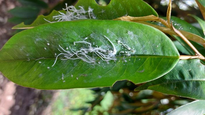 Ấu trùng rầy phấn (Rầy nhảy) gây hại lá sầu riêng