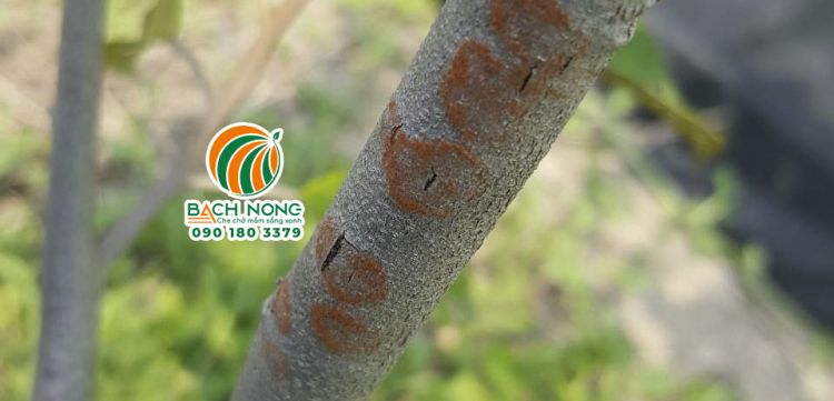 Thân cây sầu riêng xuất hiện các vết nâu đậm
