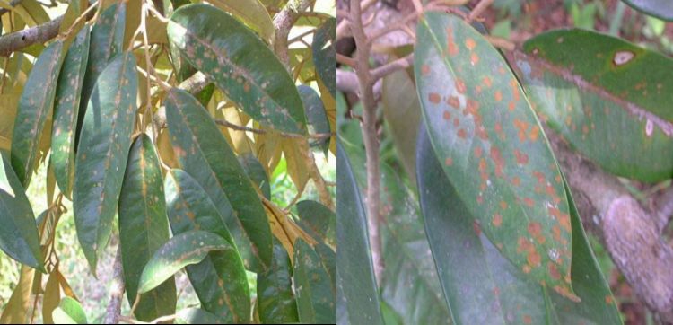 Lá sầu riêng xuất hiện các mảng màu nâu đỏ