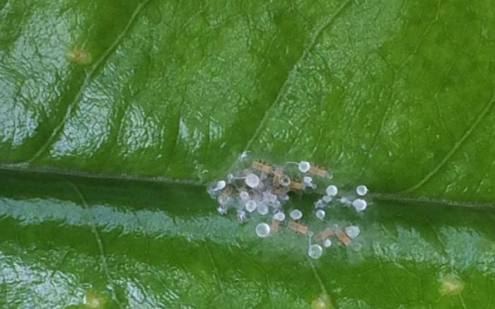 Rầy phấn để trứng ở lá sầu riêng