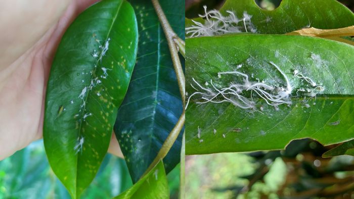 Rầy phấn gây hại lá sầu riêng
