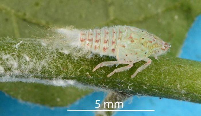 Rầy xanh hại sầu riêng Rầy xanh hại sầu riêng