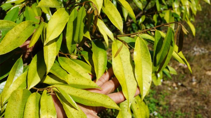 Cây sầu riêng bị vàng lá do thiếu dinh dưỡng Cây sầu riêng bị vàng lá do thiếu dinh dưỡng