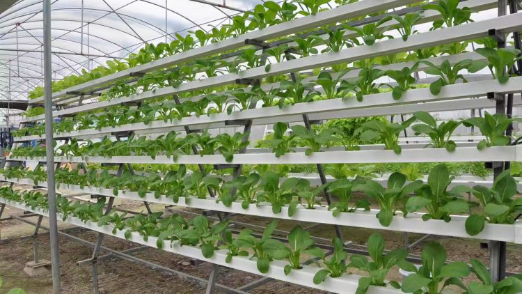Giàn trồng rau thủy canh Giàn trồng rau thủy canh nhiều tầng