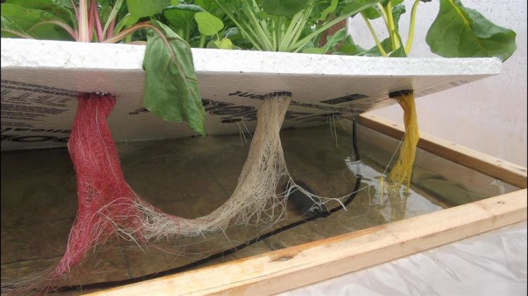 Hệ thống thủy canh tĩnh tự làm tại nhà