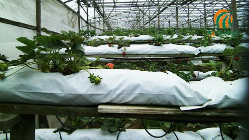 Hệ thống túi trồng hydro sử dụng xơ dừa hoặc than bùn