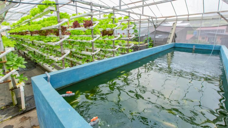 Mô hình trồng rau thủy canh kết hợp nuôi cá hiệu quả cao