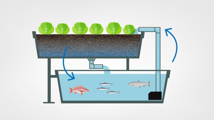 Sơ đồ mô phỏng hoạt động của mô hình trồng rau kết hợp nuôi cá