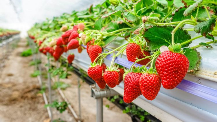 Trồng dâu tây thủy canh trong nhà kính cho năng suất cao