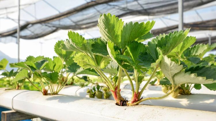 Trồng dâu tây thủy canh tại nhà phát triển mạnh và ổn định