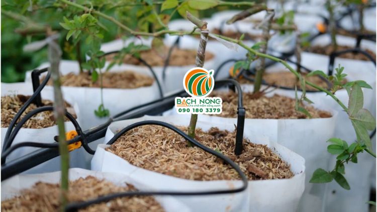 Trồng hoa hồng bằng thủy canh nhỏ giọt