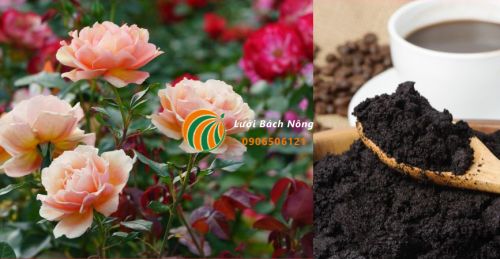 Mẹo sử dụng bã cà phê bón cho hoa hồng Mẹo sử dụng bã cà phê bón cho hoa hồng