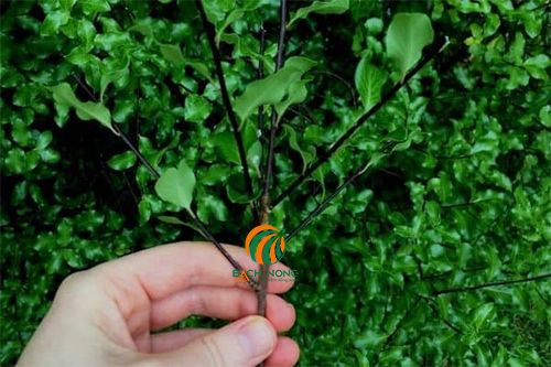 Cách trồng cây Hải Đồng từ thân cây